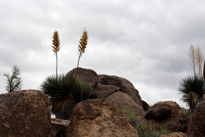 Bigelow's Beargrass is a handsome plant with an iconic western profile. It is used in desert and upland landscaping as a focal species. Nolina bigelovii 